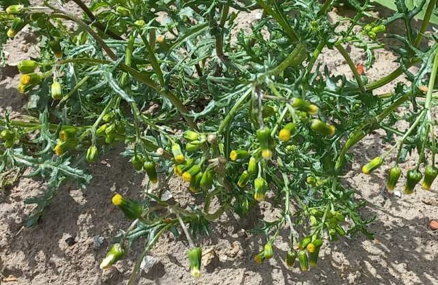 Klein kruiskruid Foto Koos Dijksterhuis