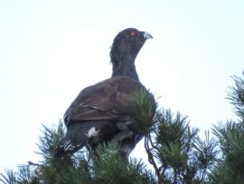 Auerhoen. Foto Koos Dijksterhuis