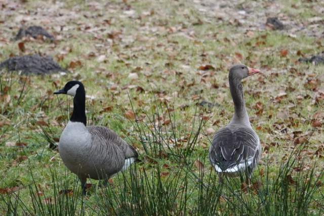 Canadese gans x grauwe gans. Foto Koos Dijksterhuis