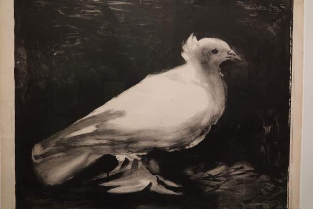 De vredesduif van Picasso Foto Kos Dijksterhuis