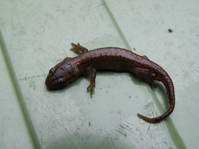 Kleine watersalamander. Foto Koos Dijksterhuis