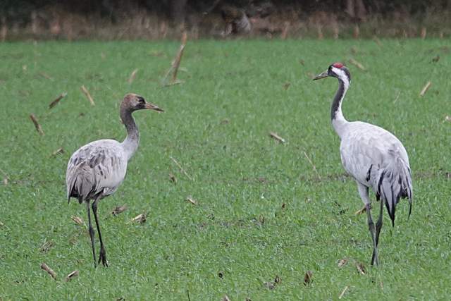 Kraanvogel met jong. Foto Koos Dijksterhuis