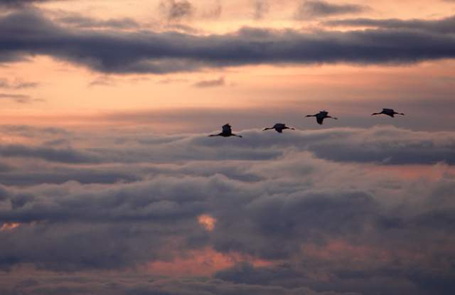 Kraanvogels Foto Henk Strietman