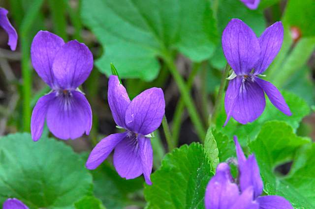 Maarts viooltje. Foto Koos Dijksterhuis
