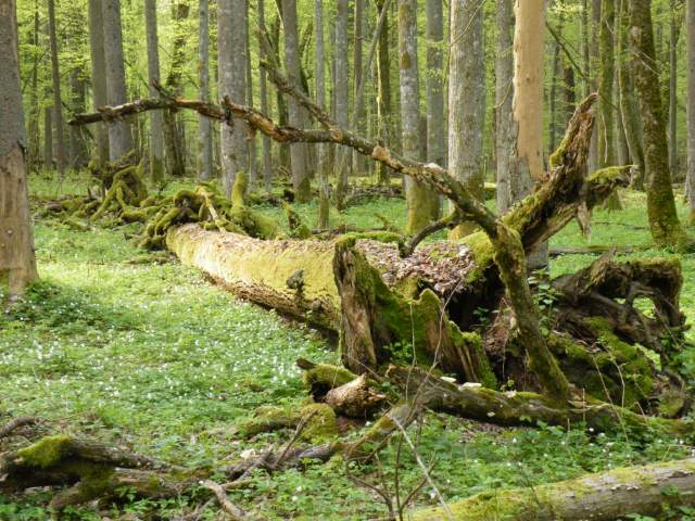 Natuurbos. Foto Koos Dijksterhuis