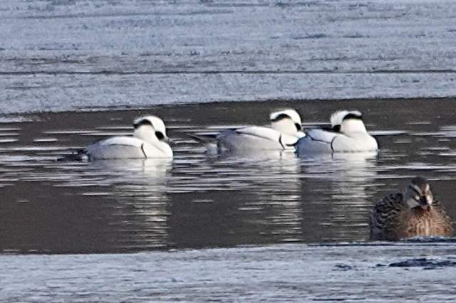 Nonnetjes. Foto Koos Dijksterhuis