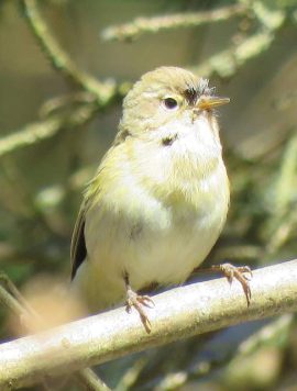 Tjiftjaf. Foto Koos Dijksterhuis