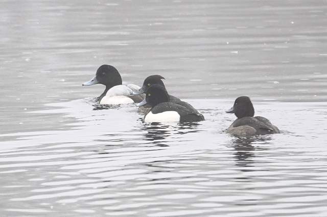 Topper + 3 kuifeenden. Foto Koos Dijksterhuis
