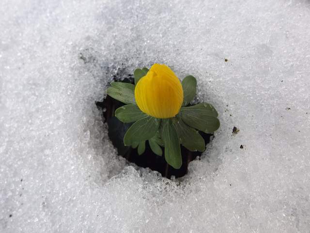 Winterakoniet in sneeuw. Foto Koos Dijksterhuis