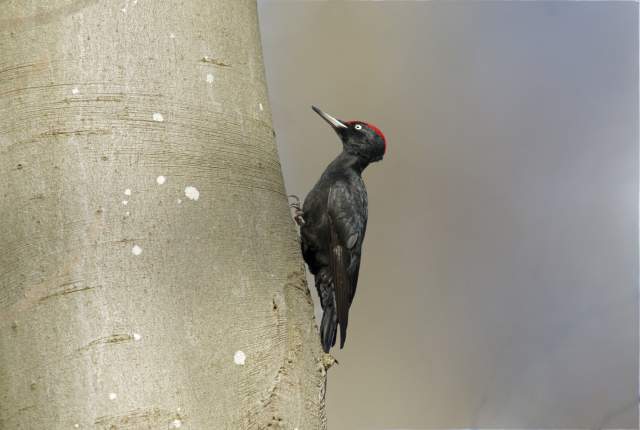 Zwarte specht op beuk. Foto Gejo Wassink