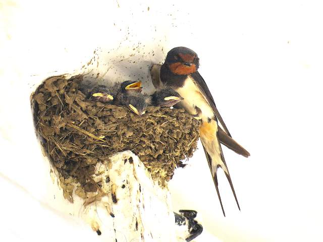 Boerenzwaluw Foto Koos Dijksterhuis