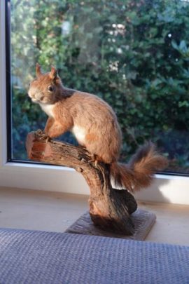 Eekhoorn opgezet. Foto Koos Dijksterhuis