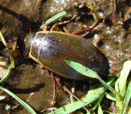 Geelgerande waterkever Foto Jeanette Essink