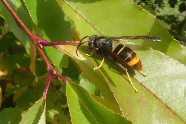 Geelpoothoornaar ssp. nigrithorax Foto Jeanette Essink