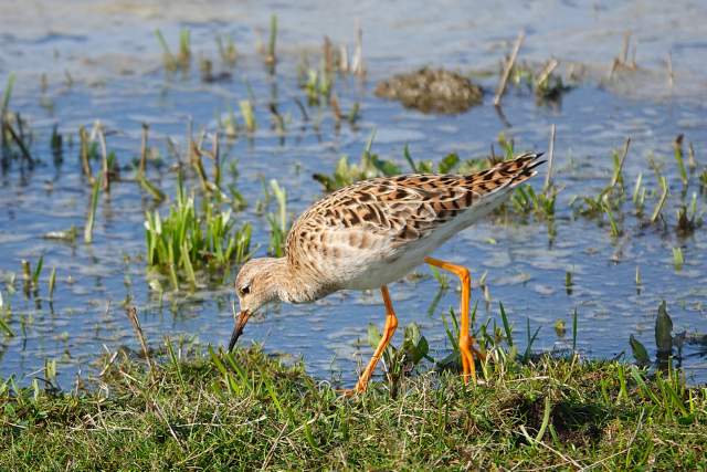 Kemphaan. Foto Koos Dijksterhuis