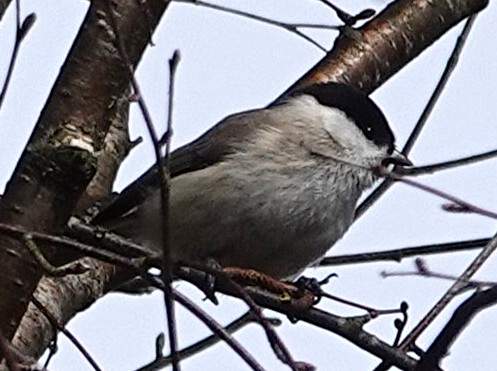 Matkop,. Foto Koos Dijksterhuis