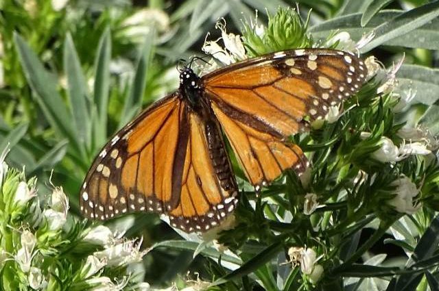 Monarch Foto1a Jeanette Essink