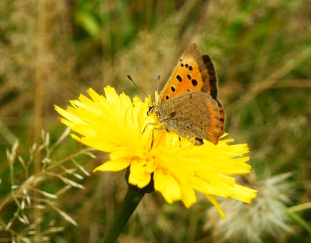 Paardenbloem met kleine vuurvlinder. Foto Koos Dijksterhuis