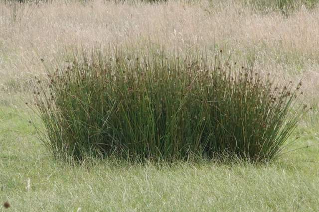 Pitrus. Foto Koos Dijksterhuis