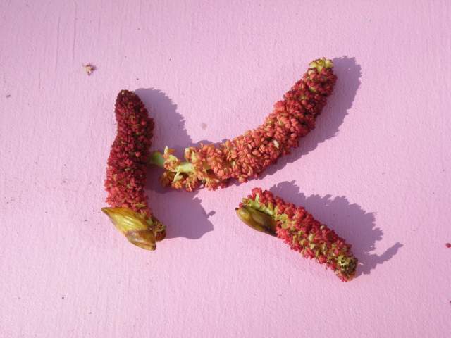 Populier katjes. Foto Koos Dijksterhuis