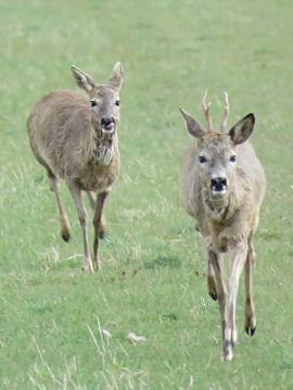 Reeën Biesbosch. Foto Koos Dijksterhuis