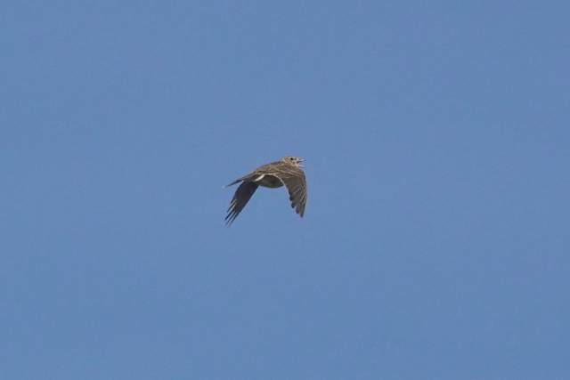 Veldleeuwerik. Foto Koos Dijksterhuis