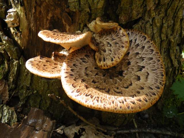 Zadelzwam. Foto Koos Dijksterhuis