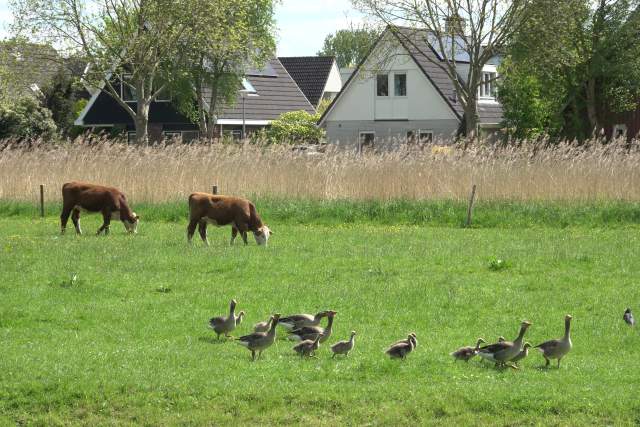 Grazers. Foto Koos Dijksterhuis