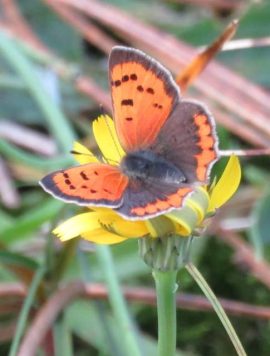 Kleine vuurvlinder. Foto Koos Dijksterhuis