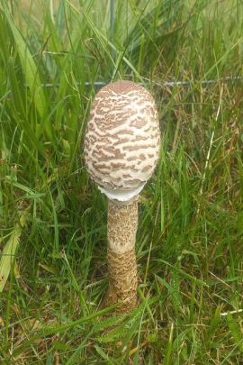 Grote parasolzwam. Foto Koos Dijksterhuis