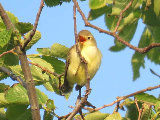 Spotvogel. Foto Marijke Wempe