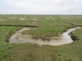 Kwelder op Schiermonnikoog. Foto Koos Dijksterhuis