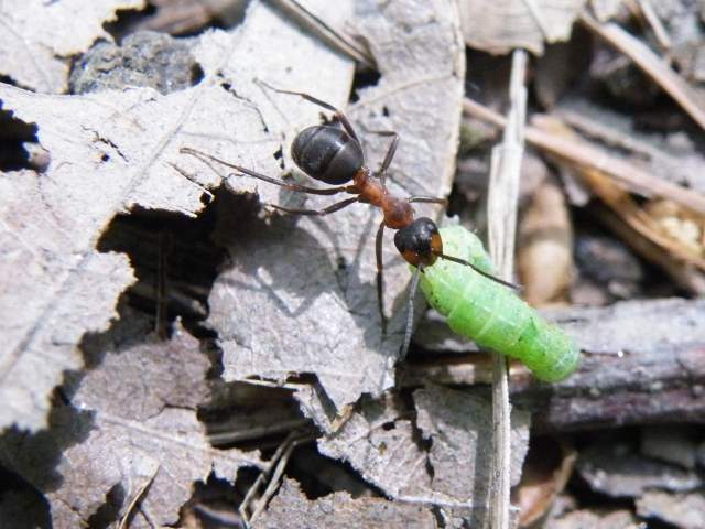 Rode bosmier met rups. Foto Koos Dijksterhuis