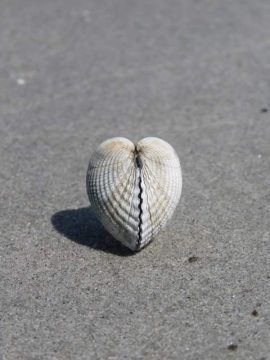 Kokkel. Foto Koos Dijksterhuis