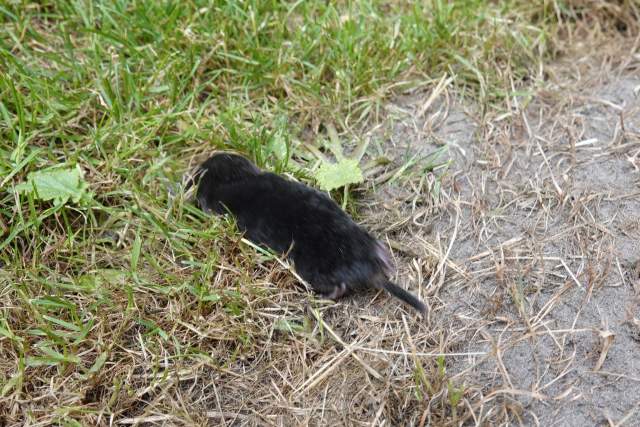 Jonge mol Foto Koos Dijksterhuis