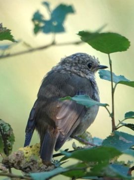 Roodborst jong. Foto Koos Dijksterhuis