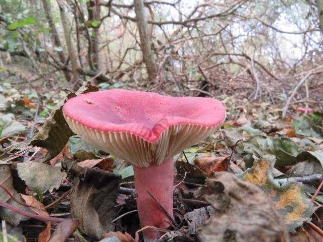 Bloedrode russula. Foto Koos Dijksterhuis