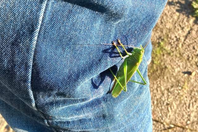 Grote groene sabelsprinkhaan. Foto Koos Dijksterhuis