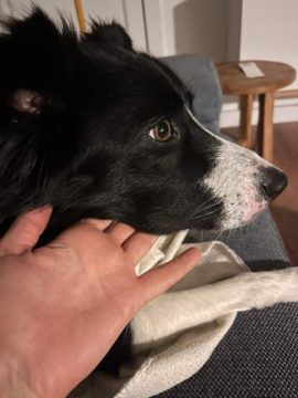 Hond met dikke onderlip Foto Koos Dijksterhuis