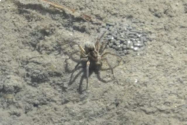 Schorrenwolfspin Pardosa purbeckensis in slenk. Foto Koos Dijksterhuis